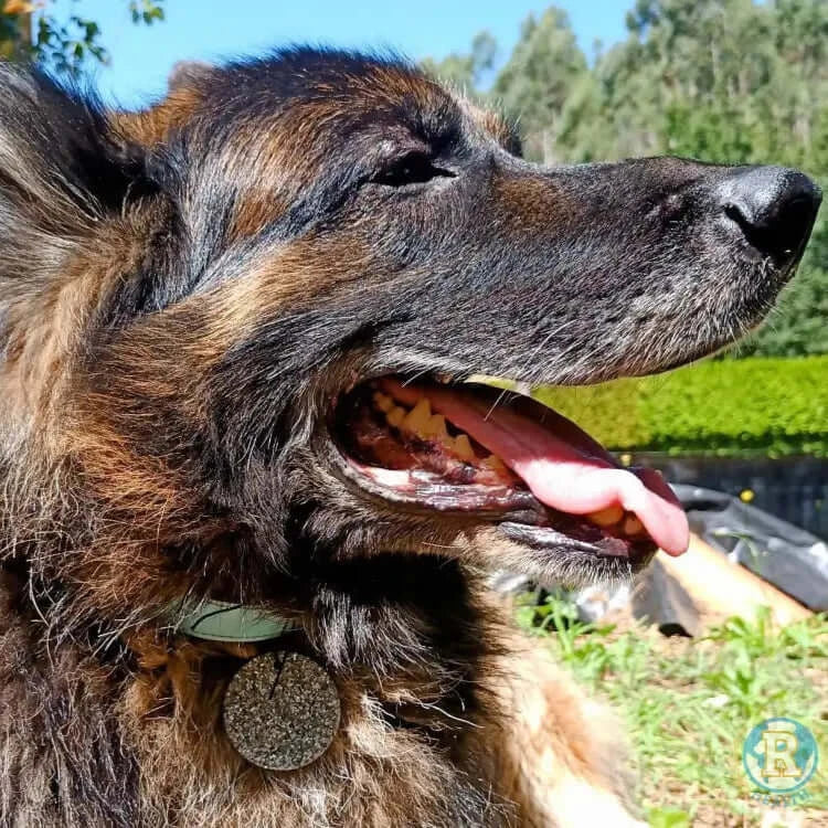Electronite Pets: Salud Y Protección Radiación Mascotas